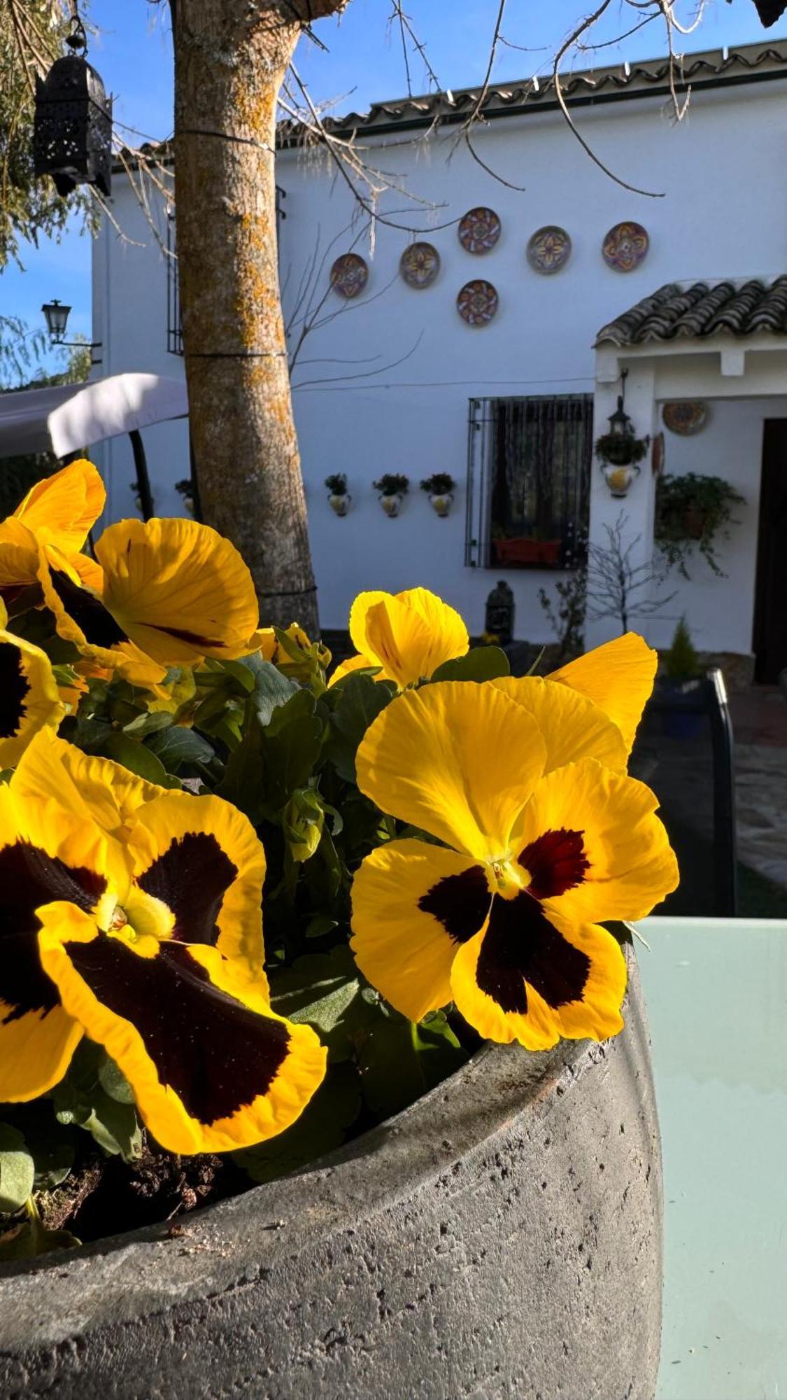 Cortijo Rodeo. Alojamiento Rural Carcabuey ภายนอก รูปภาพ